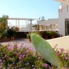 Terrazza con fiori viola, cactus e strutture bianche.