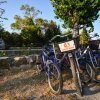 Biciclette parcheggiate vicino a un albero e un muretto di pietra in un ambiente verde.