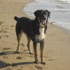 Cane nero e marrone su una spiaggia vicino al mare.
