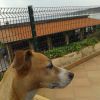 Cane su terrazza vicino a una recinzione.
