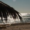 Spiaggia vista mare con una palma in primo piano e il sole che brilla sull'acqua.