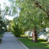Un sentiero ombreggiato circondato da alberi verdi e lampioni sferici.