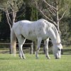 Un cavallo bianco pascola su un prato verde circondato da alberi e recinti.