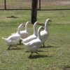 Un gruppo di cinque anatre bianche cammina su un prato.